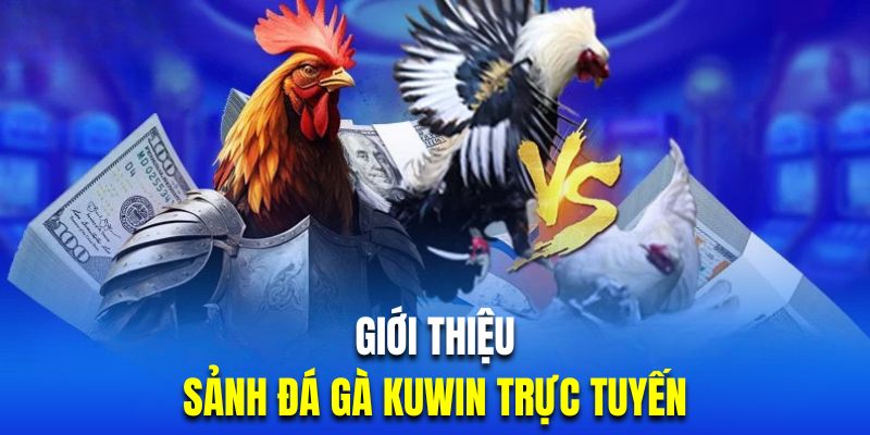 Đôi nét về sảnh đá gà cược hút khách tại KUWIN